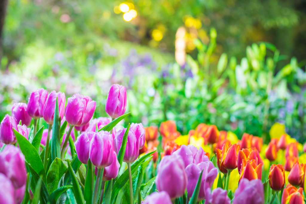 tulip garden in spring
